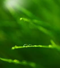 lawnonorder's profile picture. Essex based garden maintenance company, for all your gardening needs, mowing, weeding, jet washing, hedge trimming, tree work, patios, decking and turfing