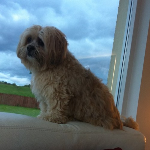 dave__mccoll's profile picture. 