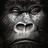 totiarnors's profile image