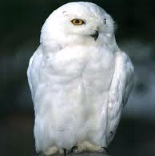 magicsnow_owl's profile picture. 