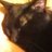 smrs068's profile image