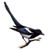 Ben (@magpie246) Twitter profile photo Ben (@magpie246) Twitter profile photo