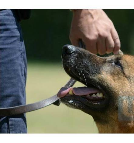 Anazaid Guevara, Medico Veterinario Conducta canina metodo Instintivista. Consulta a domicilio. Educacion cachorro, correccion de conducta, obediencia basica