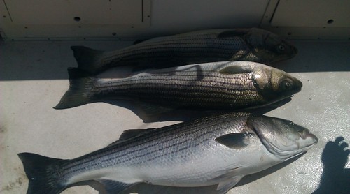 CaptLou978's profile picture. Pro American Conservative.