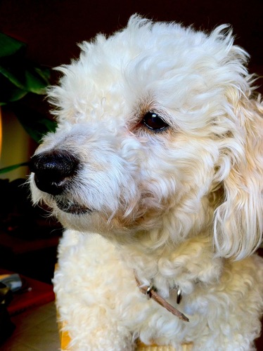 TobyLuvsLPP's profile picture. Hi, I'm Toby! I was adopted at the South LA Animal Shelter! Plz help keep my doggie friends comfortable at the shelter by donating a bed! http://t.co/AbRENejcQH