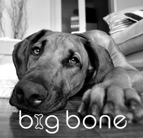 bigbone_'s profile picture. Big Bone is a lifestyle brand for dogs with stylish, high-quality and environmentally sustainable products.