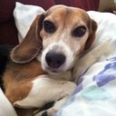 Katie Lou Barone - @Pookie_BooBoo - Twitter