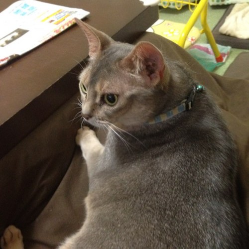 silver_gray_h's profile picture. 