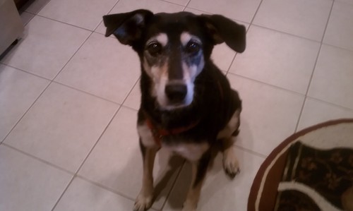 This is our 15 year-old pup Sadie in the pic, demanding a treat. She runs our lives, but she's earned it ;)