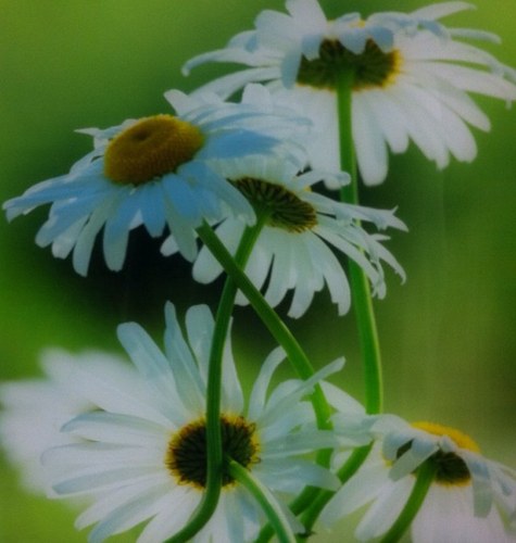 foglefineart's profile picture. Art Gallery, Frame Shop, Corporate Art Consultants, Healthcare Art Consultants, Jacksonville, Nashville, Art and Healing, Art and Design, Interior Design source