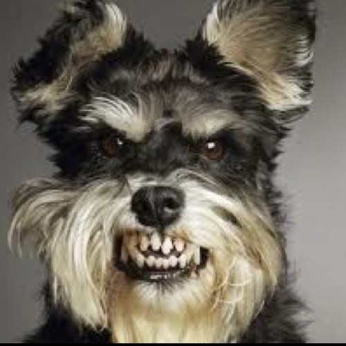 Clawsny's profile picture. #Anipals #Animalactivists #FurFree #Vegan Abhor #Furhags #FactoryFarms #Animalcruelty #LGBT & #Womensrights