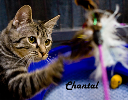 HumanimalRescue's profile picture. Humanimal Connection is a non-profit, 100% volunteer run, cat rescue organization saving cats from abandonment, abuse, and euthanasia.
