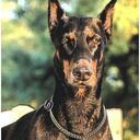 Terri Clary - @DoberGoat - Twitter