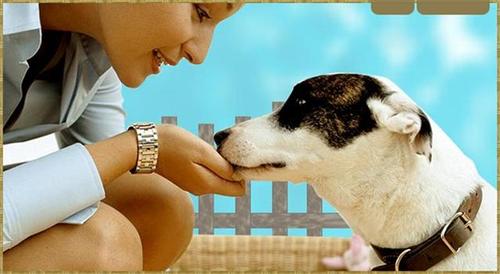 At Dog World of Puerto Rico, we provide pet sitting and training. In addition: We have for sale all-natural and fresh food.