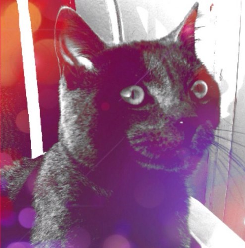 EddieTheCat_'s profile picture. hey im Eddie a pedigree kitten from Scotland. I am 1 year old and i have appeared in a few kitty calendars and other things xx