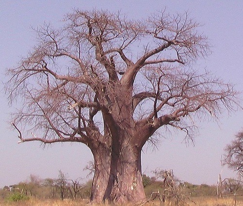 Bluebaobab's profile picture. #litterature #art #design #ecologie #tech