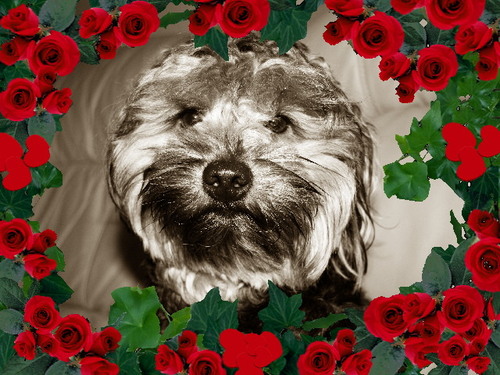 Baileydogyorkie's profile picture. 