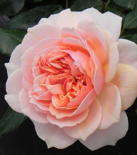 GreenheartFarms's profile picture. California's leading transplant producer. We grow & ship young rose, vegetable, fruit, herb, & restoration plants all year long. Sustainably Grown Certified