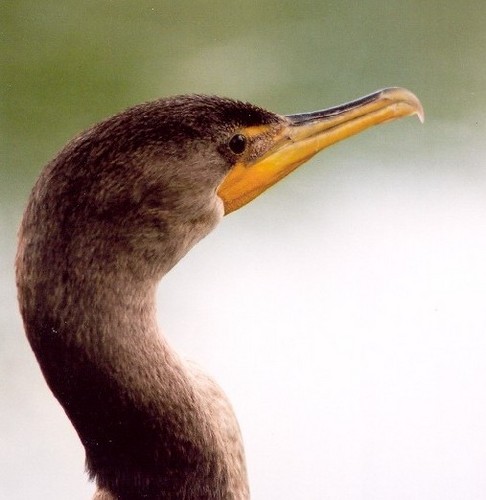 I am a double-crested cormorant nesting on Middle Island in Lake Erie