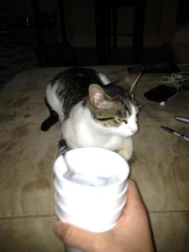 I'm purrrfect