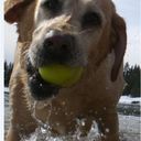 Haidee Meng - @HMeng77 - Twitter