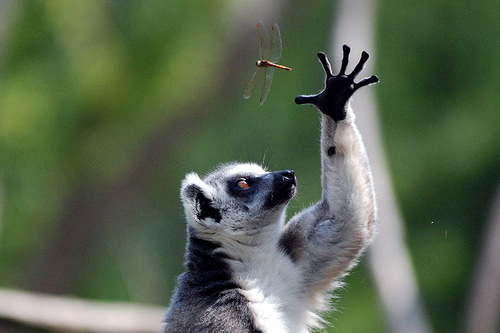 StrangersLemur's profile picture. I live in a secret compartment in the Stranger's case. I also have a brother named Lionel who isn't as handsome as me and can't tweet.