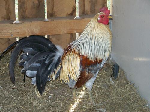 Chicken Enthusiast--Gamefowl Breeder-My kids and I easily make 41000 a month raising chickens part time