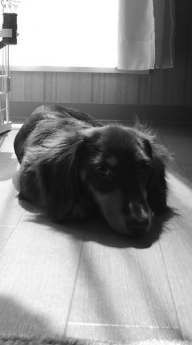 地元の状況をつぶやきます。新千歳空港まで約10分の所に住んでます。宜しくね～(^-^)v