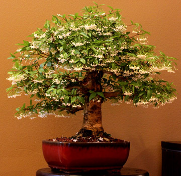 Bonsai Blog