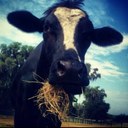 Logan Sterling - @Farm_Rescue - Twitter