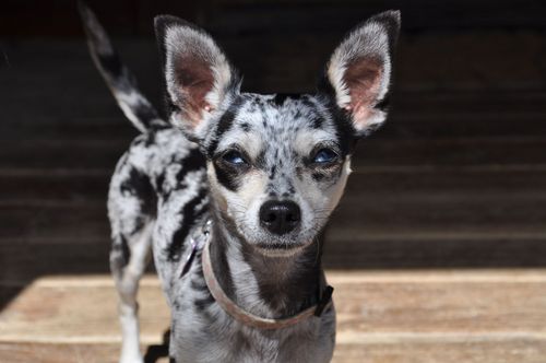 GoT, Y&R, Outlander, Lucifer, ThisIsUs, Survivor, Poldark,Horse lover, HTTR, Dreamer, Celiac, Adopt a retired racing Greyhound. Diagnosed Gluten Free