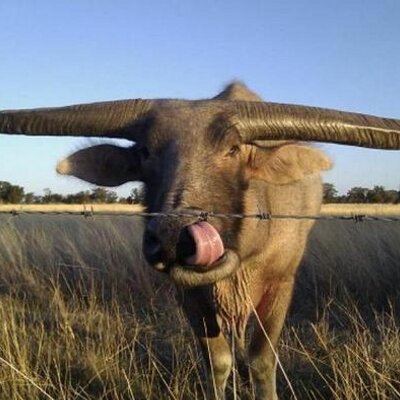 Buffalo_R_Cool's profile image
