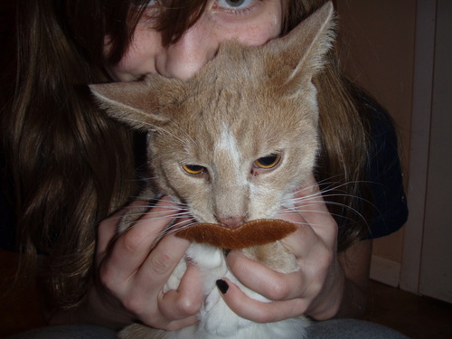 CherokeePinto13's profile picture. Hey guys!! If you are wondering, that pic is my cat w/ a mustache.. lol. Im 13, love music, and have like, no friends!!