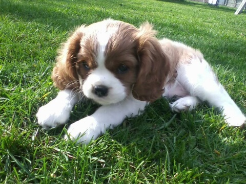 just a real cool dog livin in wisconsin Holla!!!