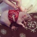 Ron Busch - @HairlessRon - Twitter