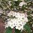 susan_pritchett's profile image