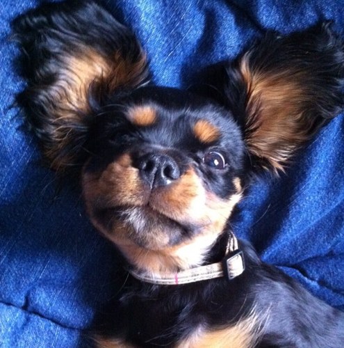 Political economist. Avid dog lover. Working to make this world a bit less terrible.