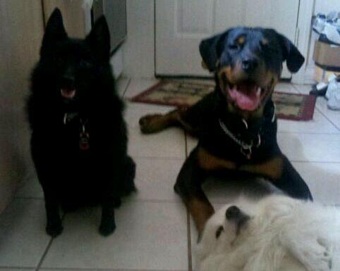 Tigress0722's profile picture. Animal Lover