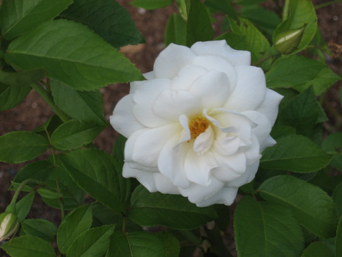 Violet_Bick's profile picture. 