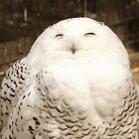 タカハル (@kuronisiki) 's Twitter Profile