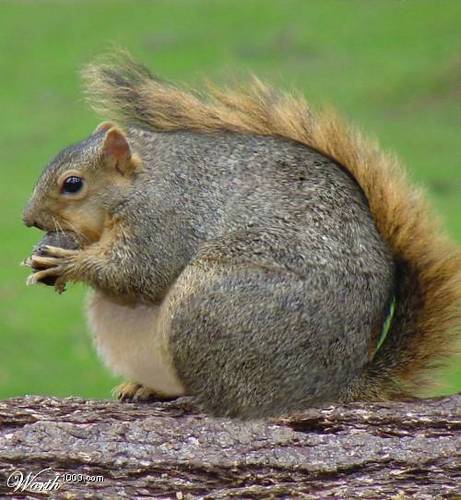 [Image: fat-squirrel-squirrels-855818_500_542.jpg]
