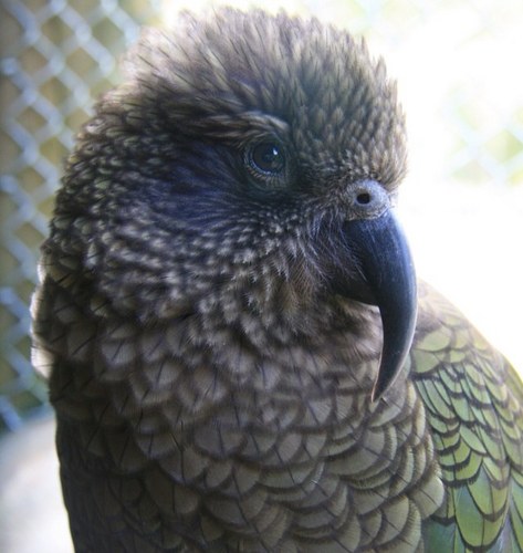 NZjtowler's profile picture. Something amazing goes in this space