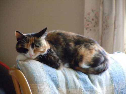 Katie_t_cat's profile picture. 