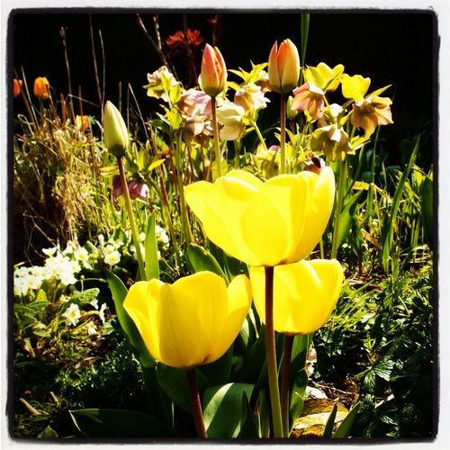 Blogging about our garden in West Devon
