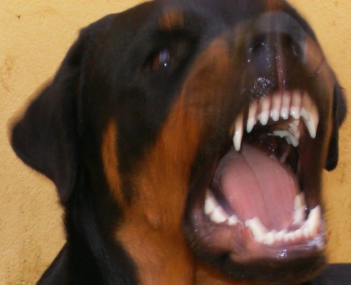 WellingtonPoi's profile picture. ---