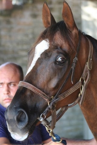 tommymarzocchi's profile picture. 