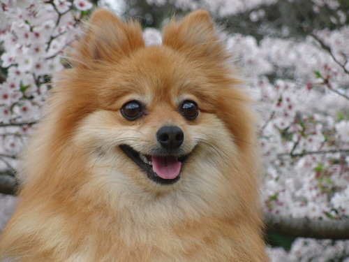 愛犬のポメラニアン『天』と『丸山ダム(岐阜県)』に夢中な自由人。 月刊丸山ダム編集長。日本ダム協会ダムマイスター 03-046 防災士