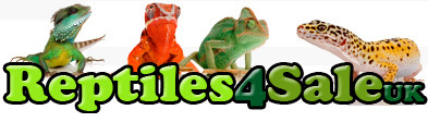 Reptiles4saleUK Is the largest online reptile advertising website in the UK with over 3 Million visitors in its first year, Its also 100% FREE