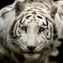 fred orozco - @fredorozco7 - Twitter