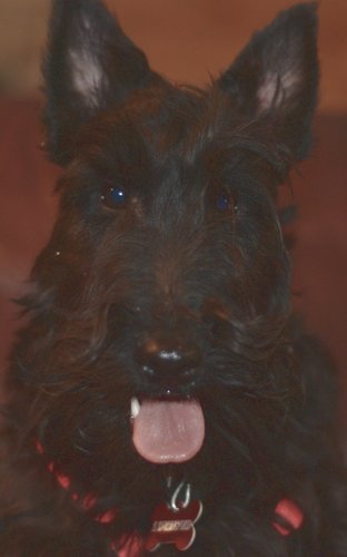 Hey338Too's profile picture. I'm just a nice nerdy person who enjoys really complicated things.